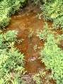 Iron Bacteria in Water